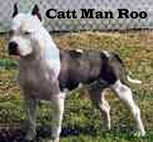 RAZORS EDGE KIMMARS CATT MAN ROO